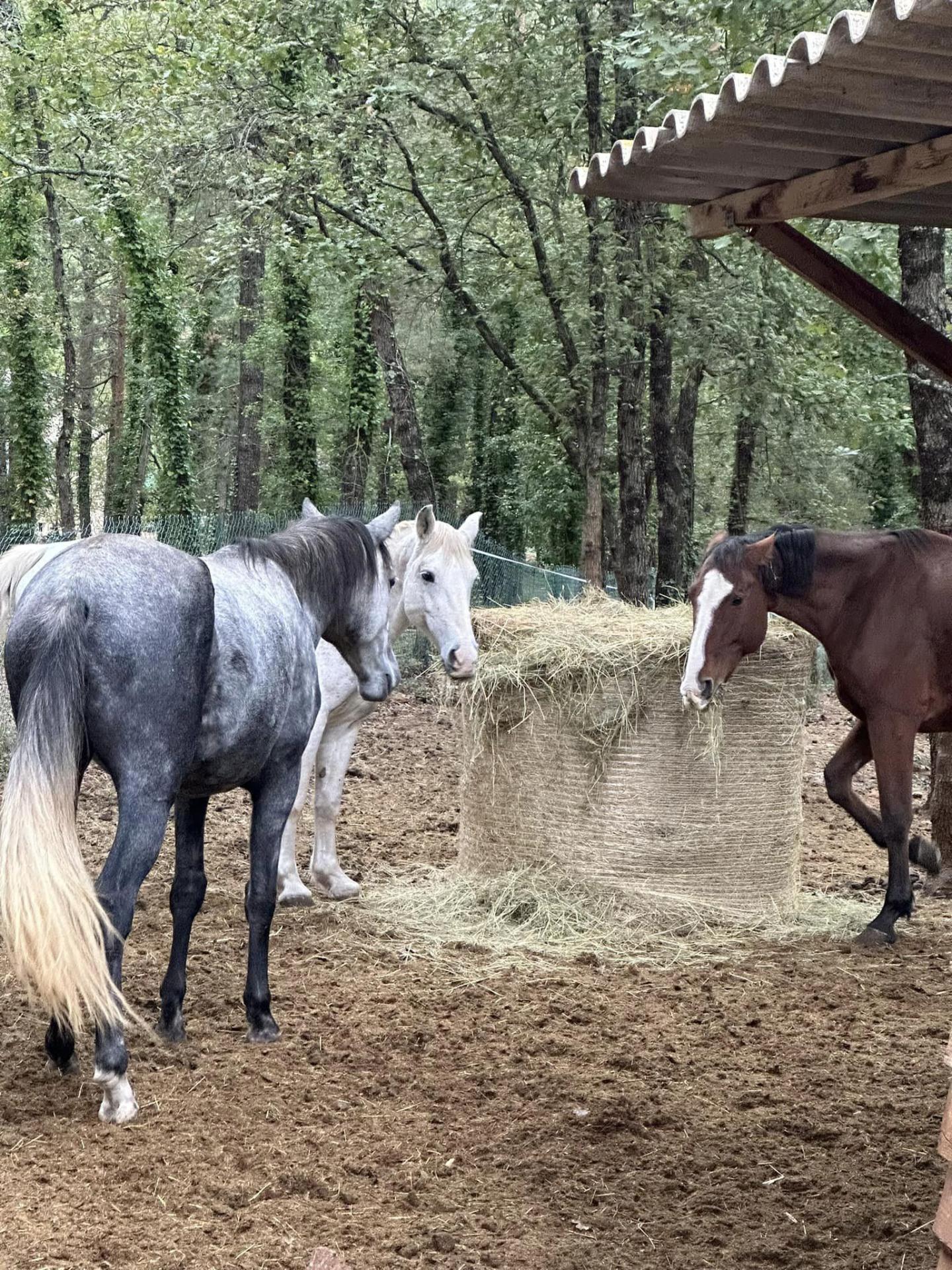 PENSION CHEVAUX
