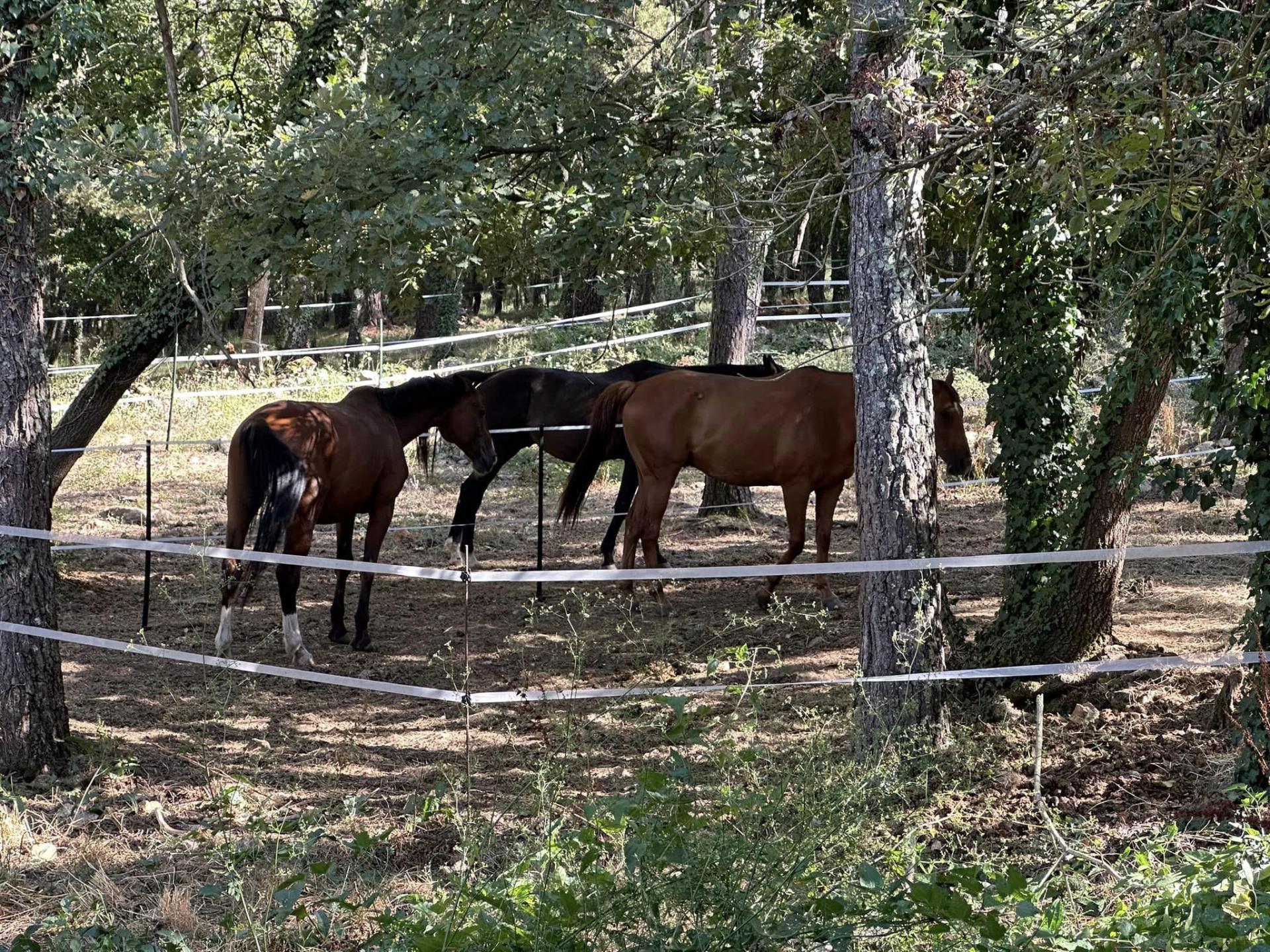 PENSION  PARAHORES A CALLIAN